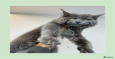 Maine Coon cats - Advert 14