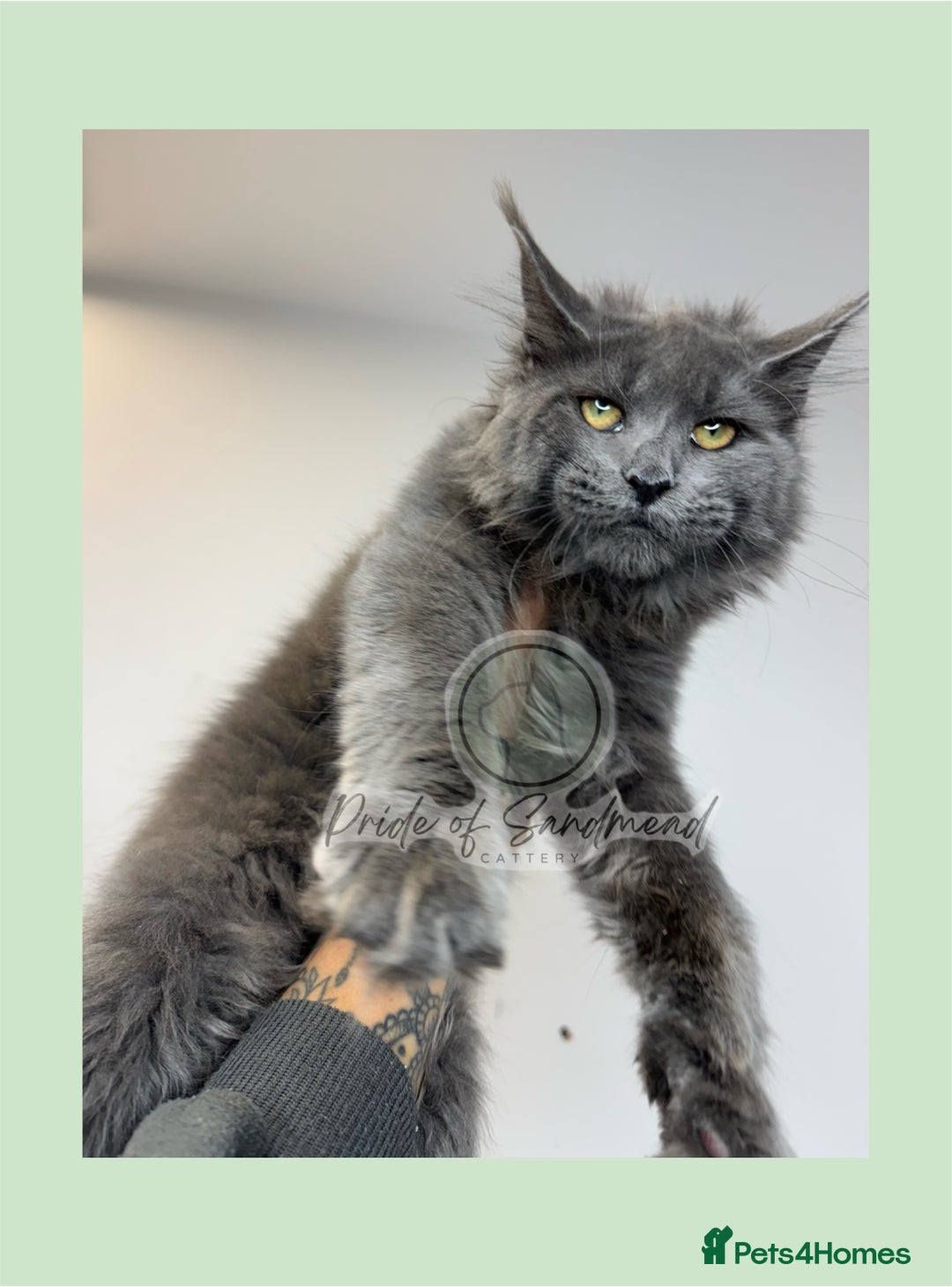 Maine Coon cats for sale: Russian Import Maine Coon Kittens  - Image 4
