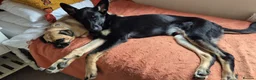 German Shepherd dogs for sale: Male 1year old old German Sheppard  - Advert 12