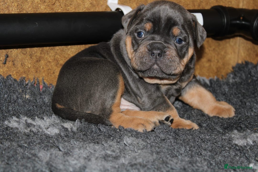 Olde English Bulldogge dogs for sale: Olde English bulldog puppies  - Advert 31