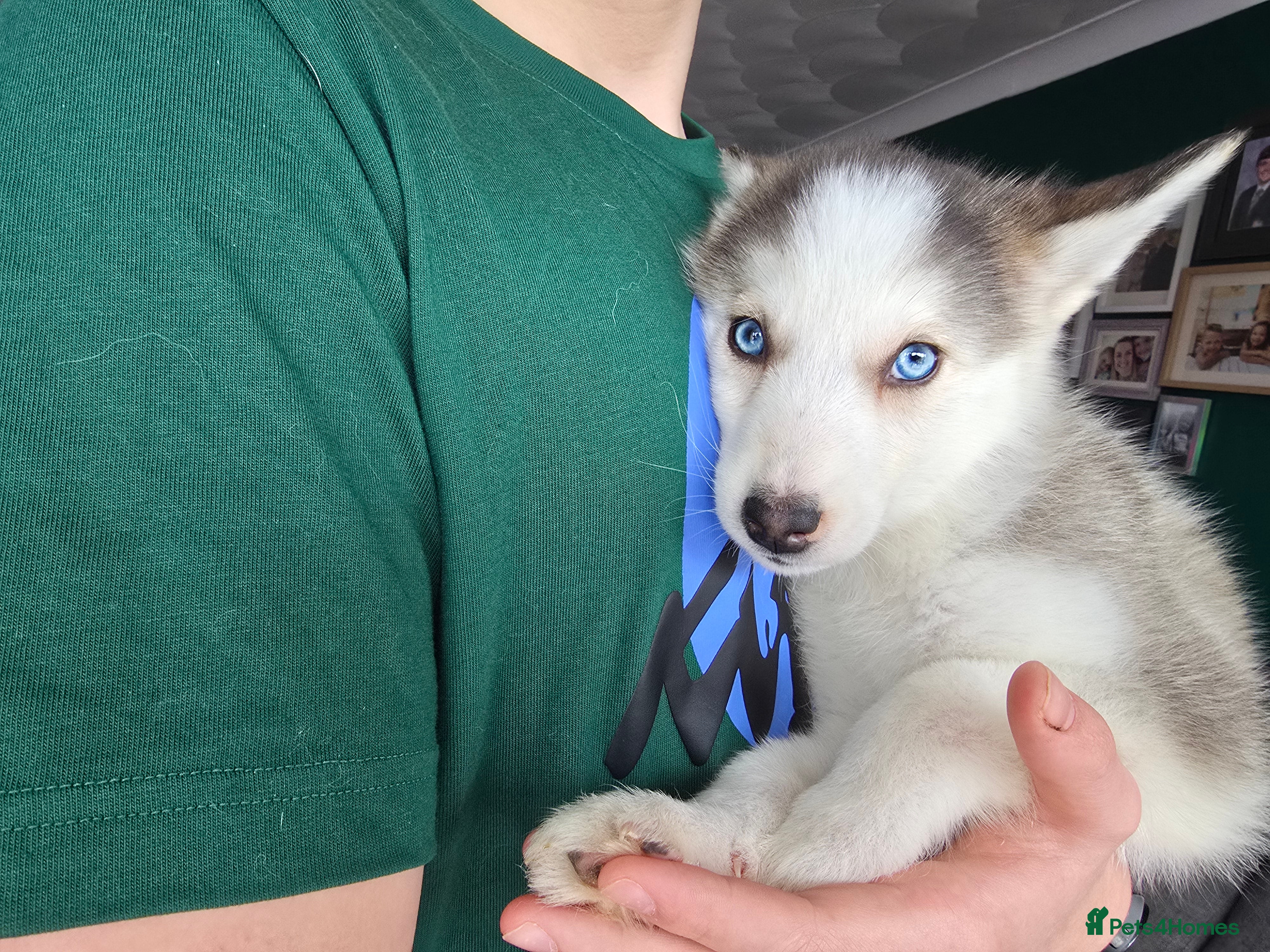 Siberian Husky dogs Ready Now last 2 girls left in litter - Advert 6