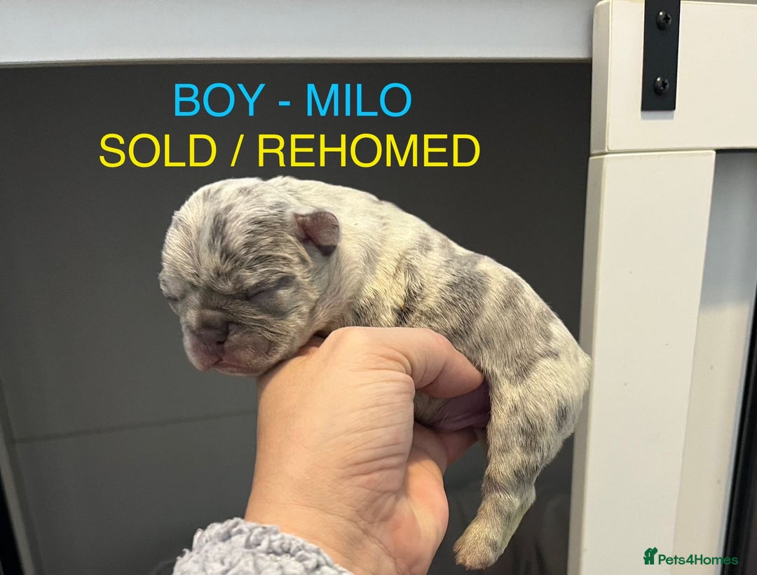 French Bulldog dogs for sale: 1 GIRL REMAINING FROM LITTER OF 5 FRENCH BULLDOGS  - Advert 9