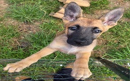 Mixed Breed dogs for sale: 11 german shepherd X Belgium malinois in Exmouth - Image 20