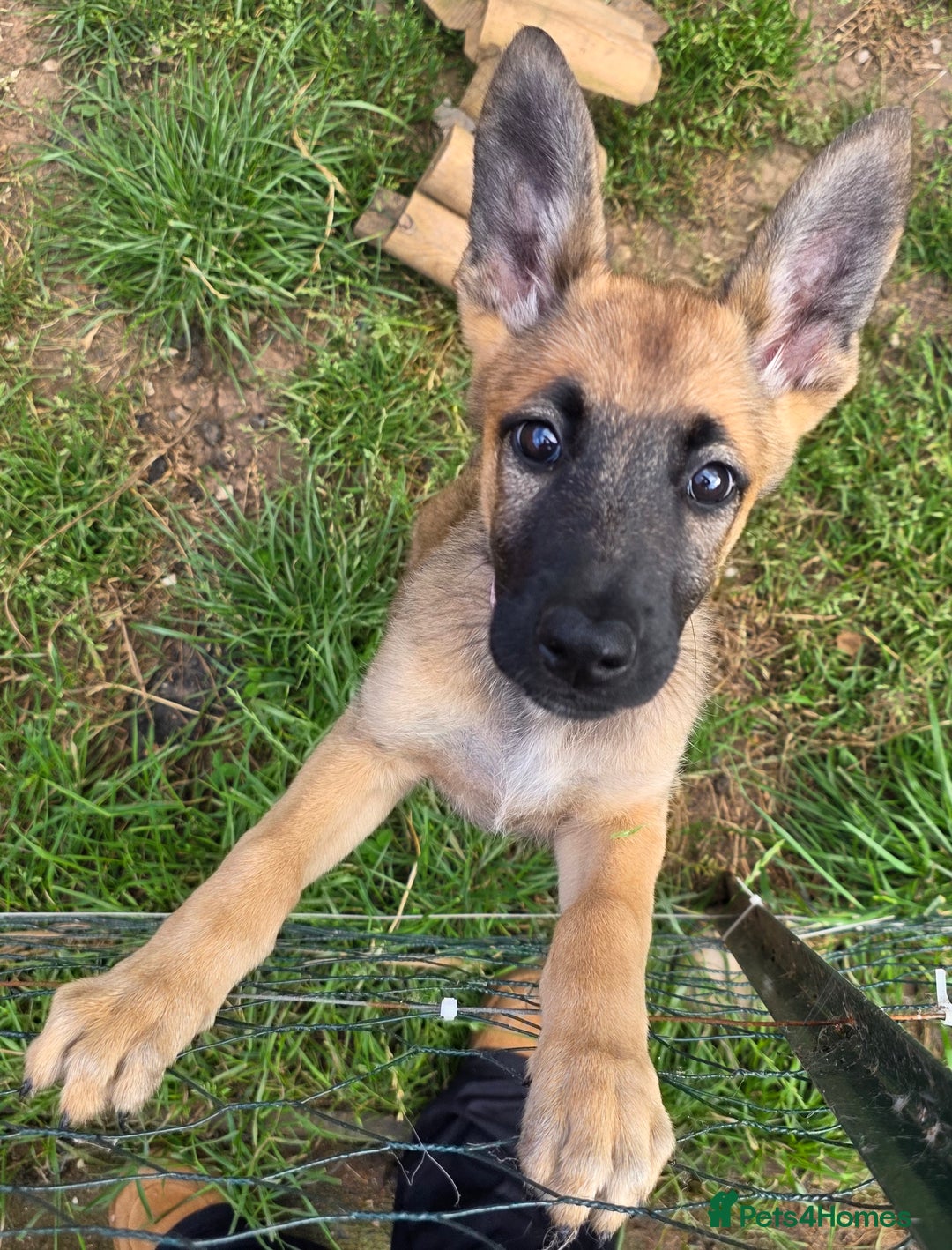 Mixed Breed dogs for sale: 11 german shepherd X Belgium malinois in Exmouth - Image 20