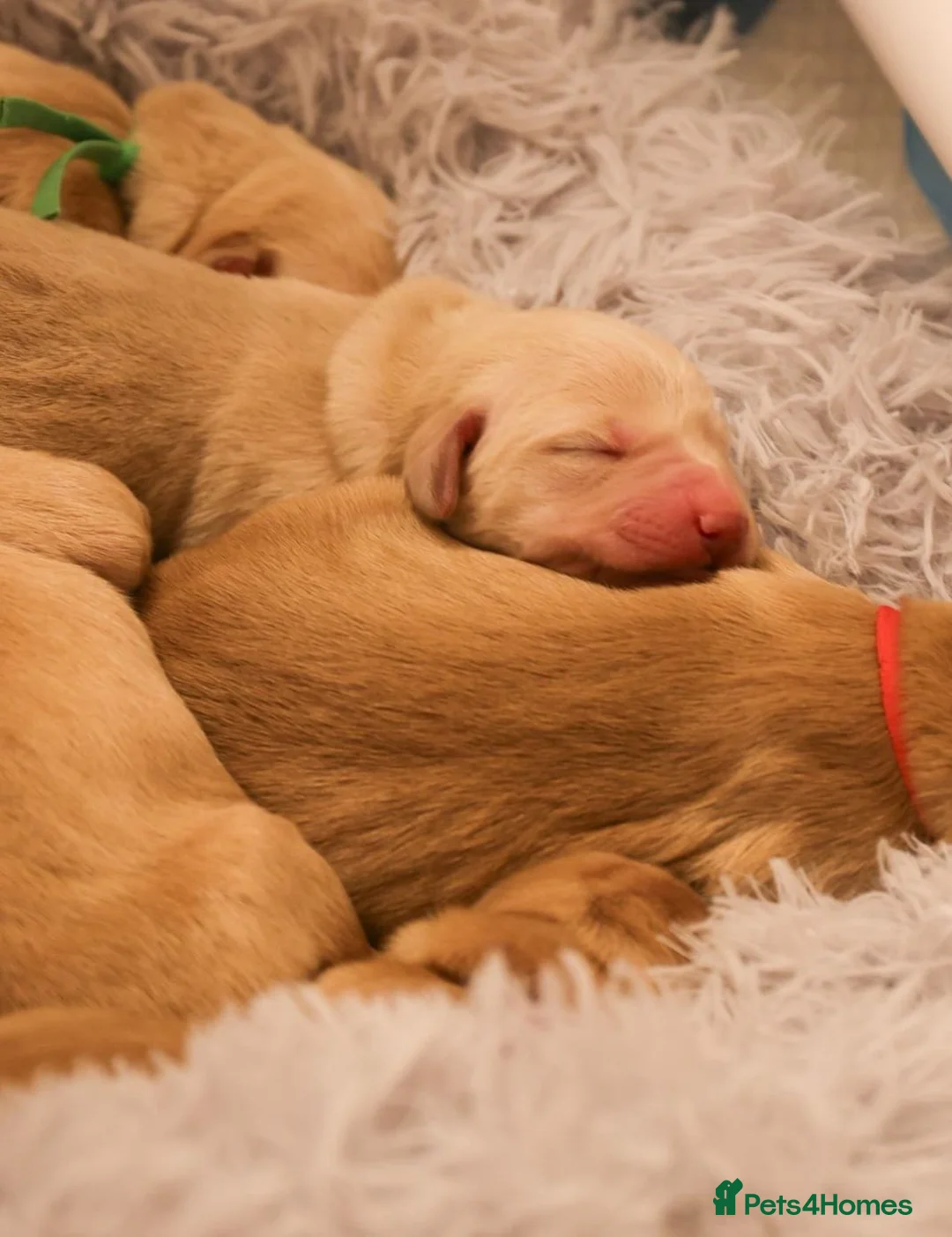Goldador dogs for sale: Golden Retriever / Golador Puppies - Advert 1