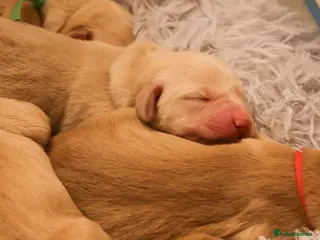 Goldador dogs Golden Retriever / Golador Puppies - Advert 2