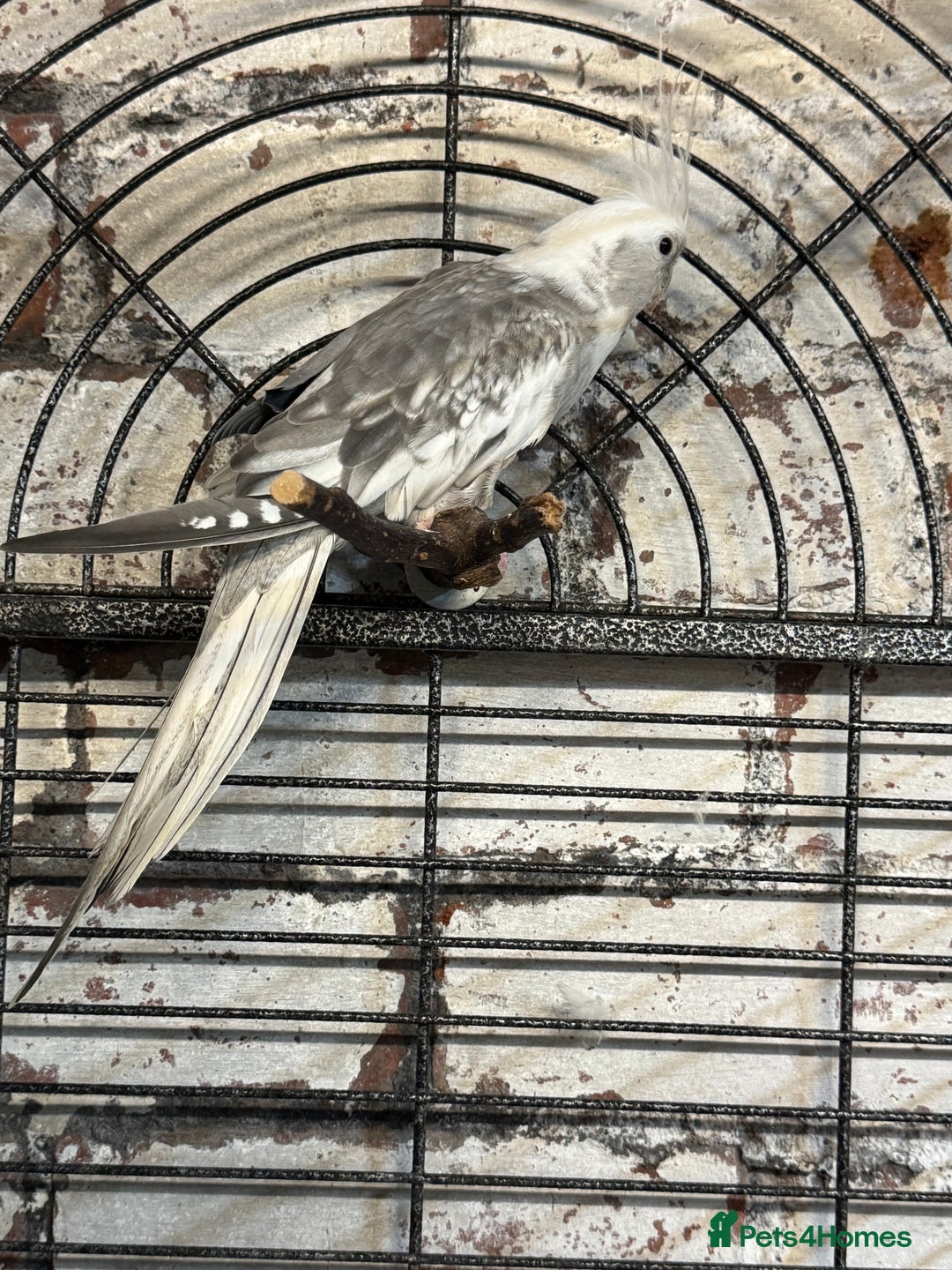 Cockatiels birds for sale: Cockatiels - whitefaced/cinnamon  - Advert 5