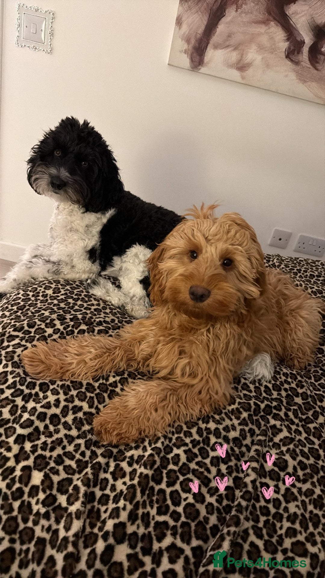 Cockapoo dogs for sale: Cockapoo Pup  - Advert 2