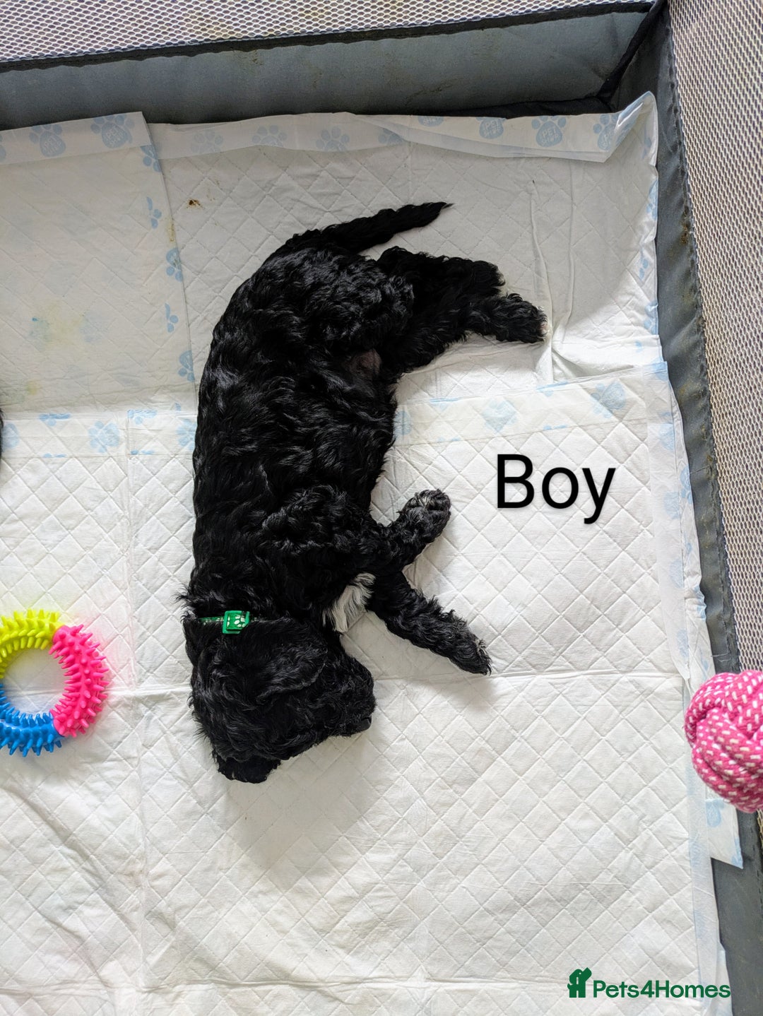 Cockapoo dogs for sale: Cockapoo puppies  - Image 4