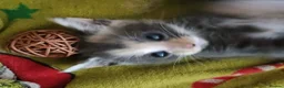 Mixed Breed cats for sale: Beautiful grey kittens for sale in Swindon - Advert 15