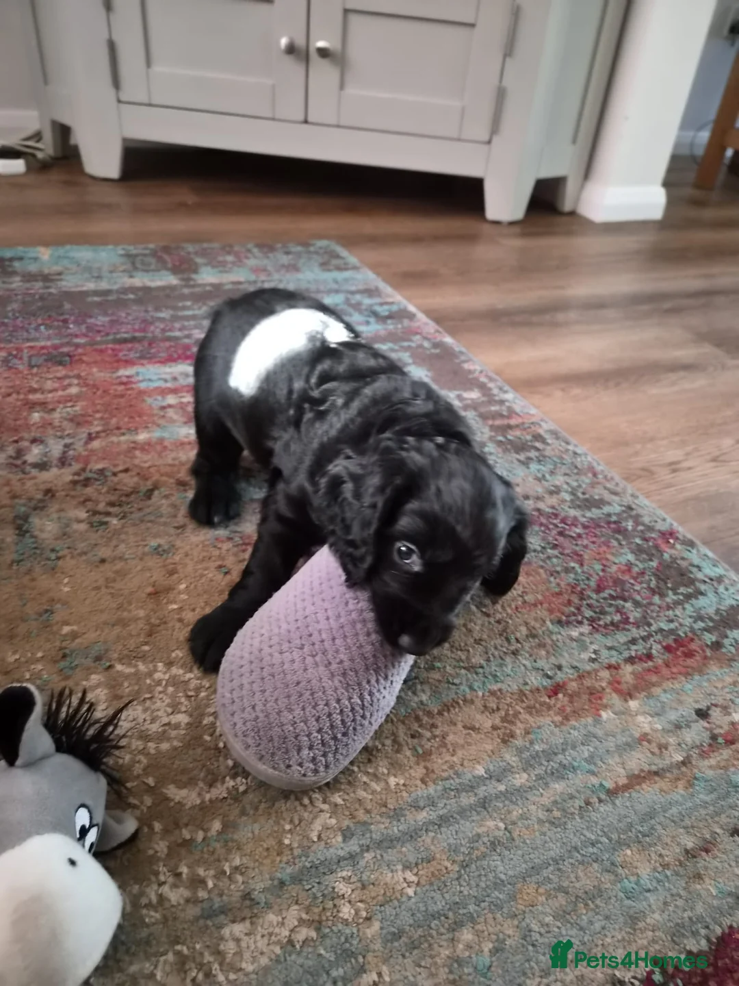 Cocker Spaniel dogs for sale: Working cocker spaniel girl - Advert 2