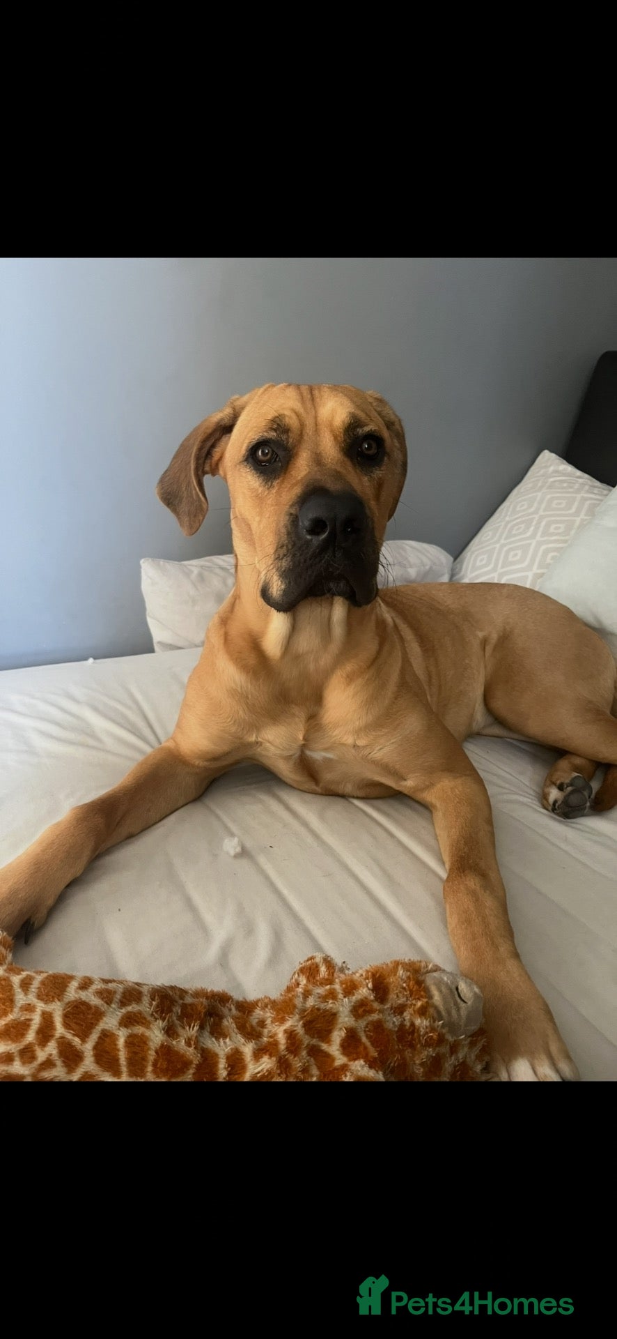 Mixed Breed dogs Cane corso x mastiff pups - Advert 3