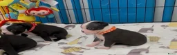 Boston Terrier dogs for sale: Boston Terrier Puppies KC Reg Oustanding Litter - Advert 4