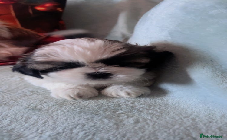 Shih Tzu dogs - Advert 1