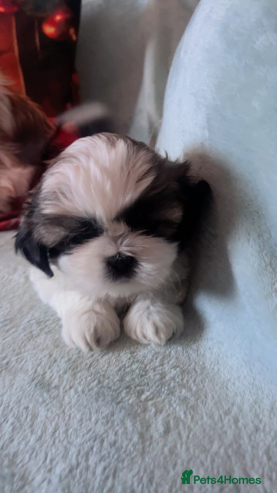 Shih Tzu dogs for sale: 5 beautiful puppies available  - Image 1