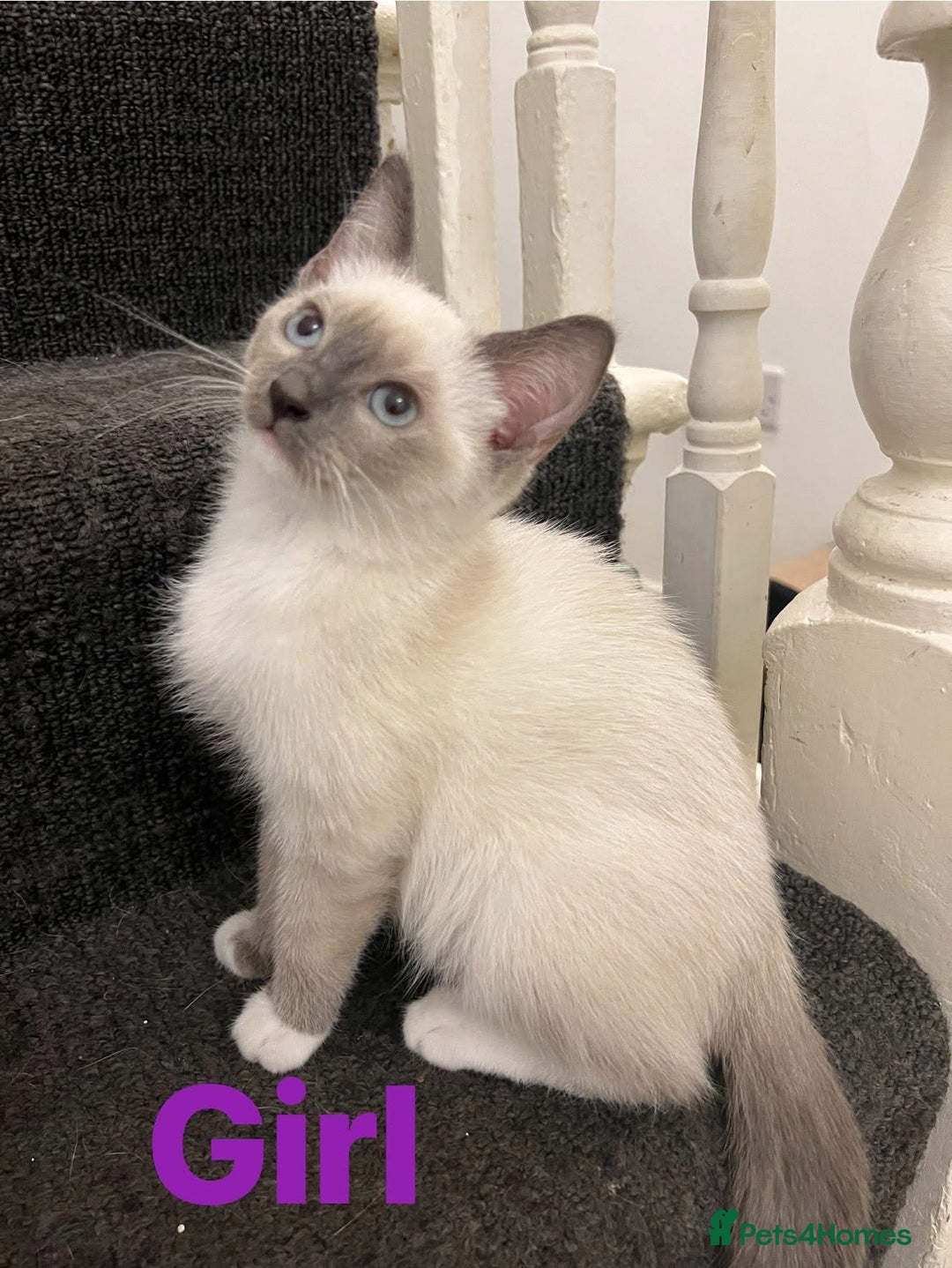 Ragdoll cats for sale: Adorable kittens Ragdoll for sale  - Image 4