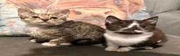 Mixed Breed cats for sale: Kittens ready now  - Advert 1