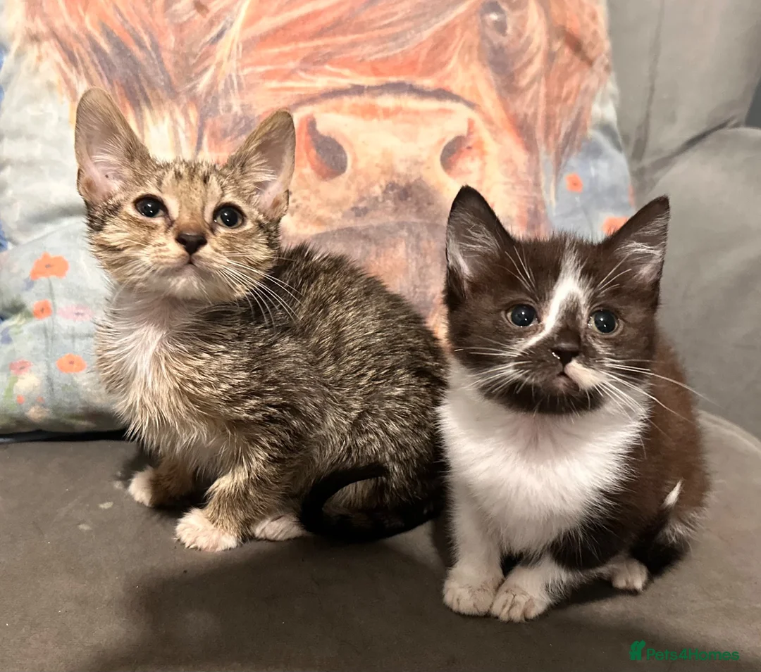 Mixed Breed cats for sale: Kittens ready now  - Advert 1