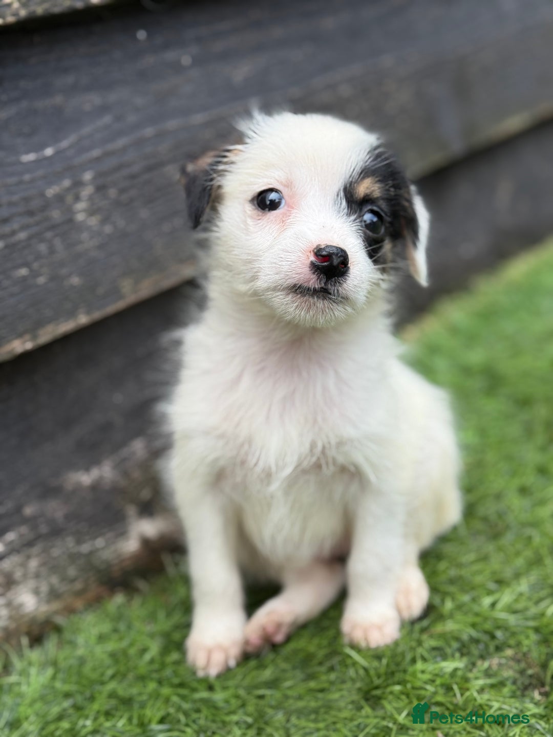 Jack Russell dogs for sale: The cutest little Jack Russel pups ❤️ - Image 14
