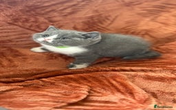 British Shorthair cats for sale: Amazing BSH Kittens  - Image 7