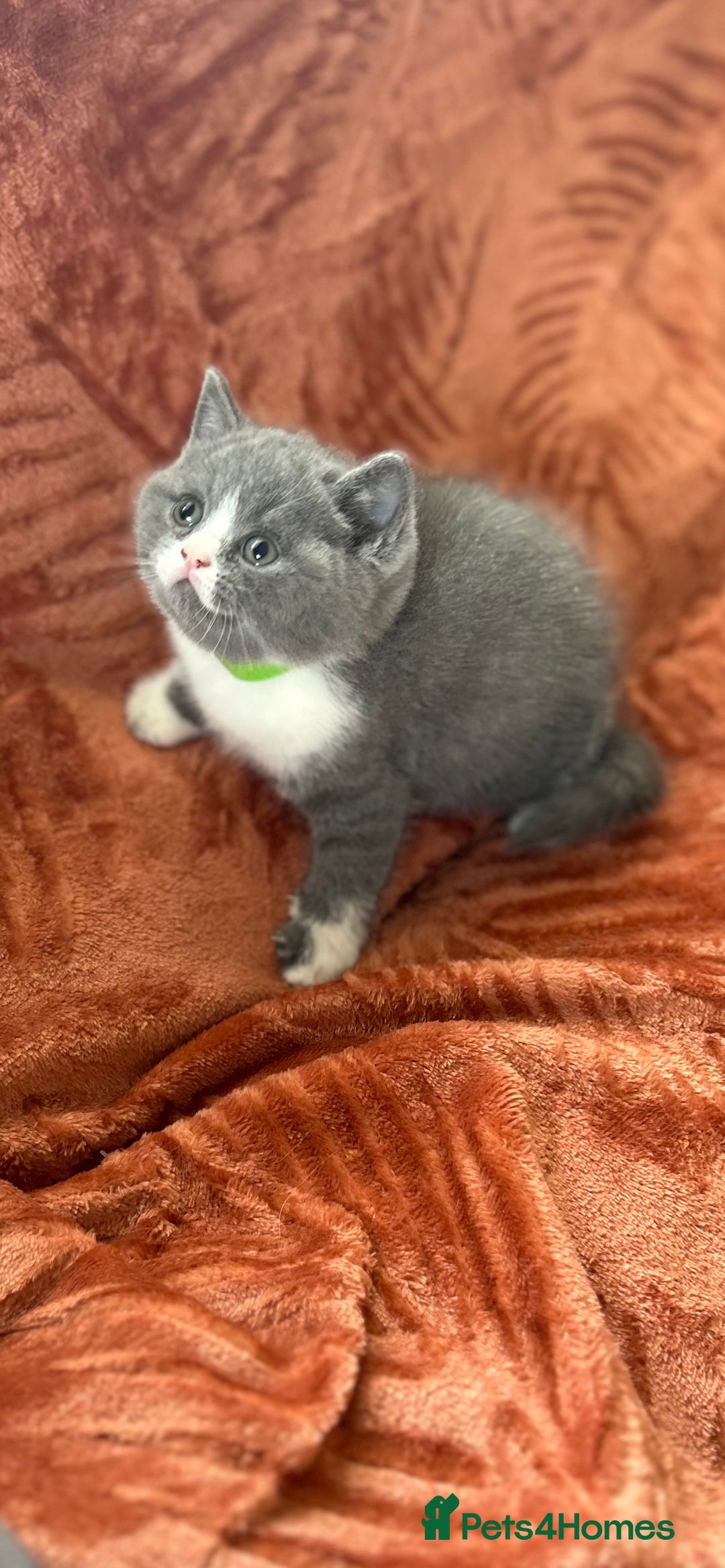 British Shorthair cats for sale: Amazing BSH Kittens  - Image 7