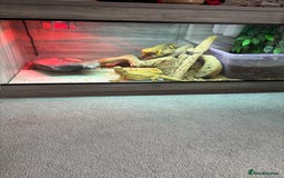 Bearded Dragon reptiles for sale: X2 bearded dragons, vivarium & accessories  - Image 2