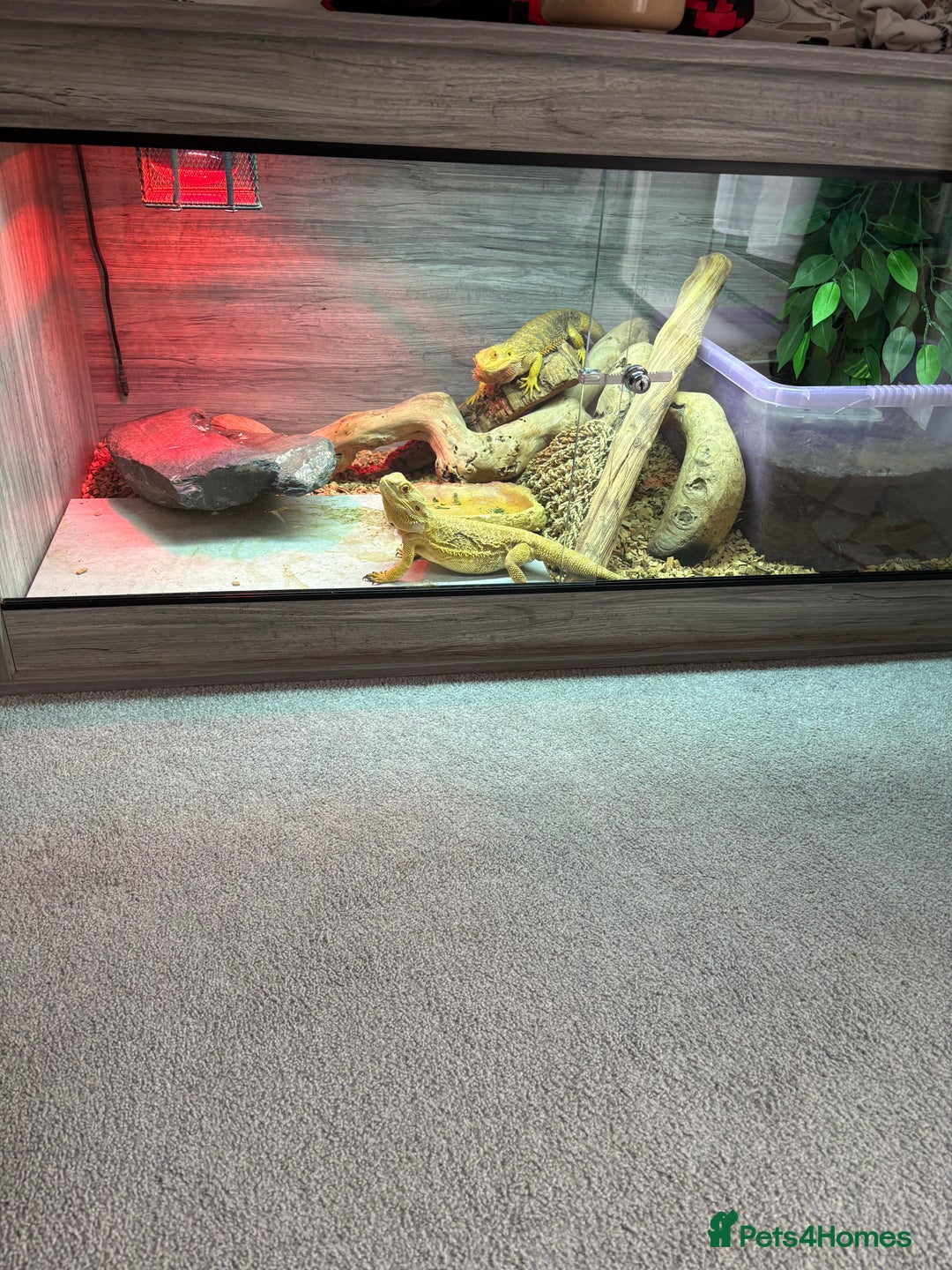 Bearded Dragon reptiles for sale: X2 bearded dragons, vivarium & accessories  - Image 2