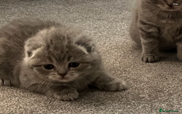 Scottish Fold cats for sale: Scottish fold and Scottish straight kitten - Advert 23