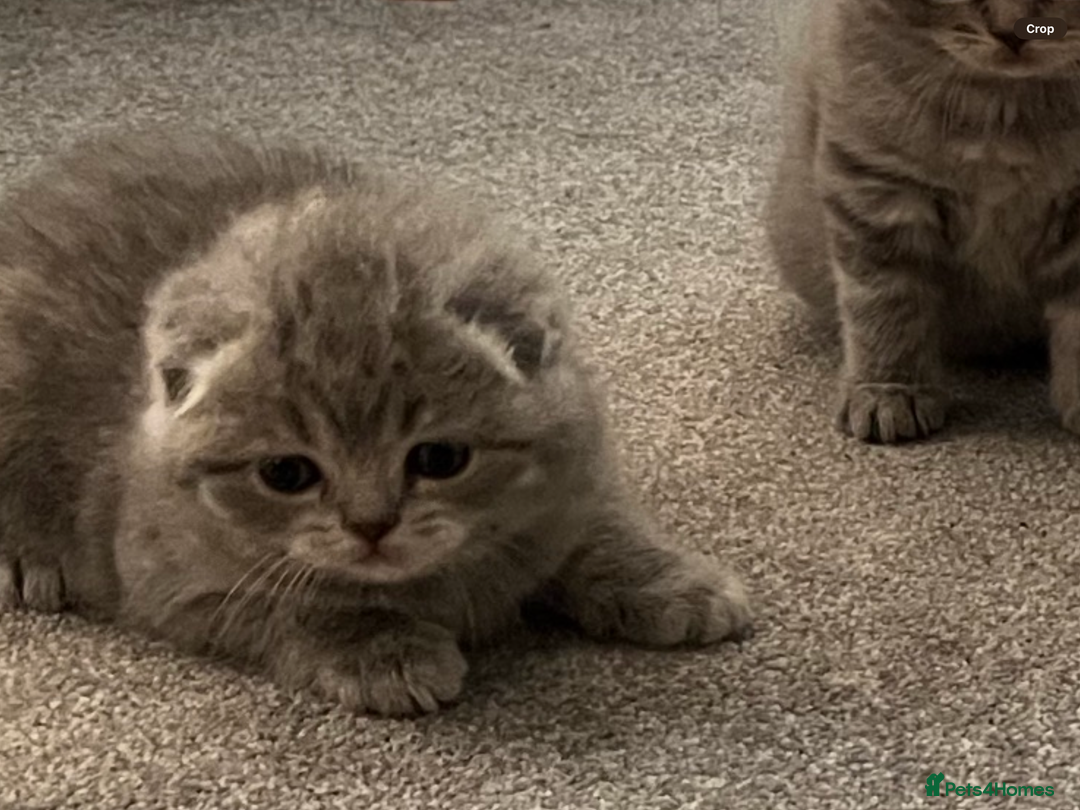 Scottish Fold cats for sale: Scottish fold and Scottish straight kitten - Advert 23