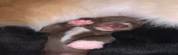 Mixed Breed dogs for sale: Collie mix pups in Gloucester - Advert 20