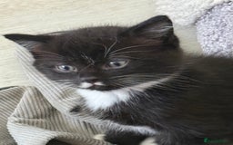 Persian cats for sale: Persian x kittens - Image 14
