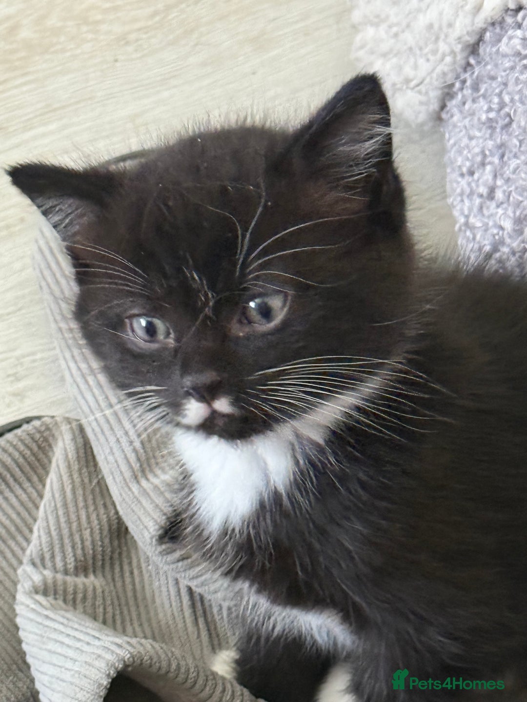 Persian cats for sale: Persian x kittens - Image 14