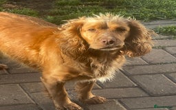 Cocker Spaniel dogs for sale: Cocker spaniels GIRLS  - Image 2