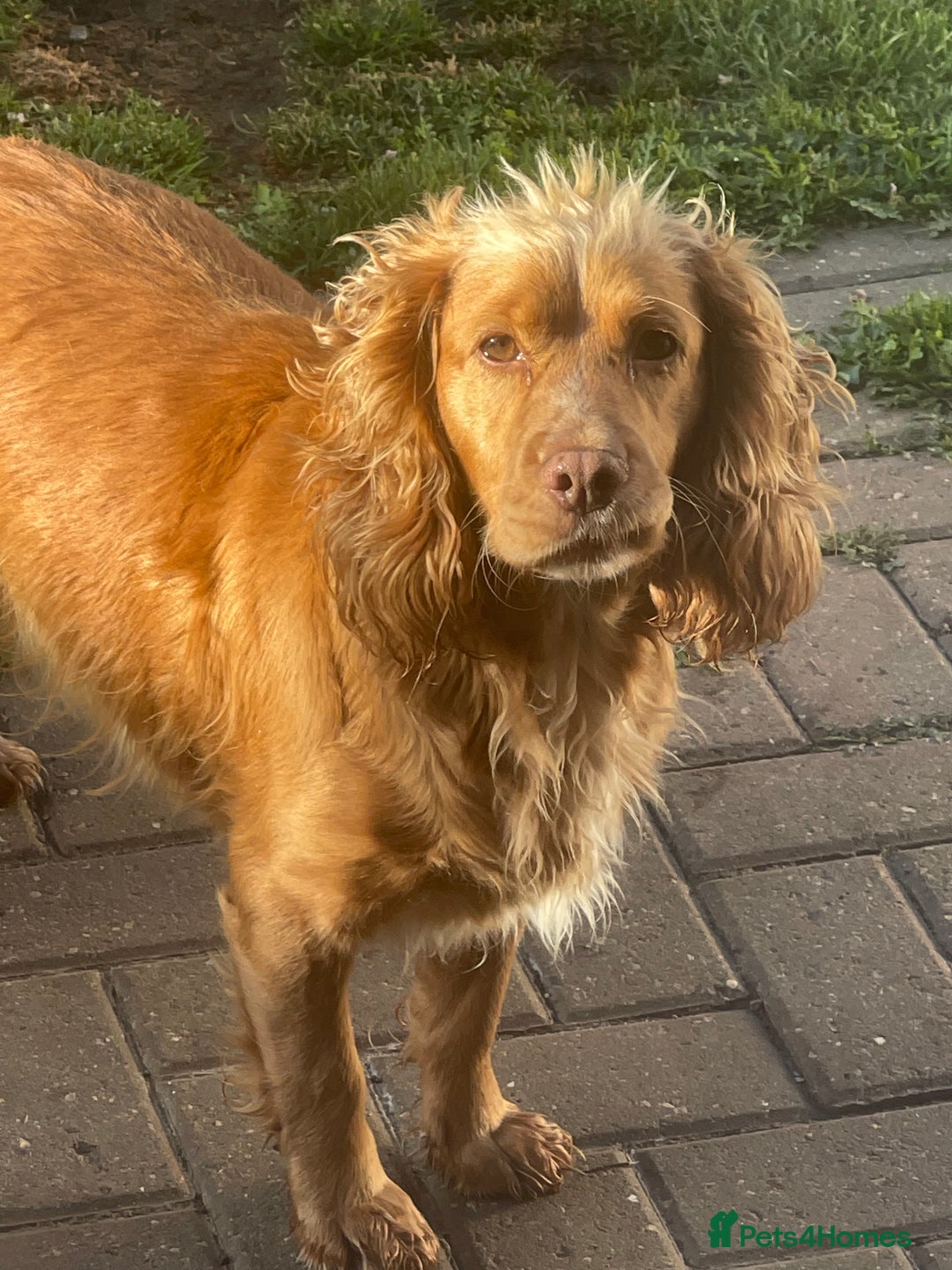 Cocker Spaniel dogs for sale: Cocker spaniels GIRLS  - Image 2
