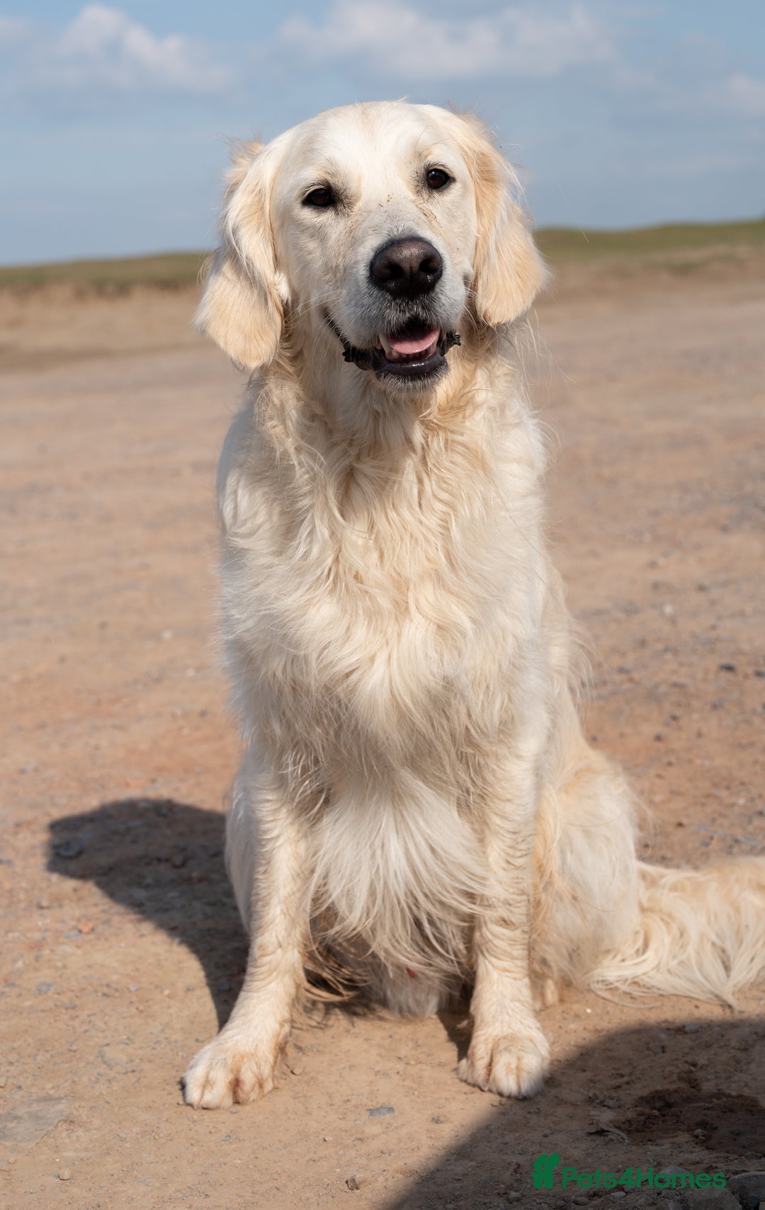 Golden Retriever dogs for stud: Fully health tested therapy dog  - Image 22