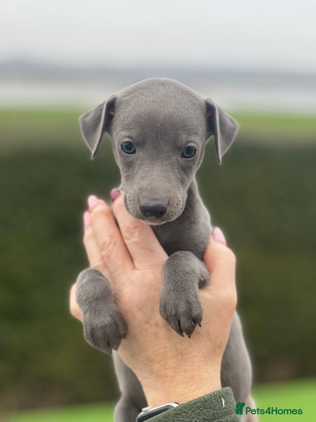 Whippet dogs for sale: Top Quality Whippet Puppies  - Advert 12