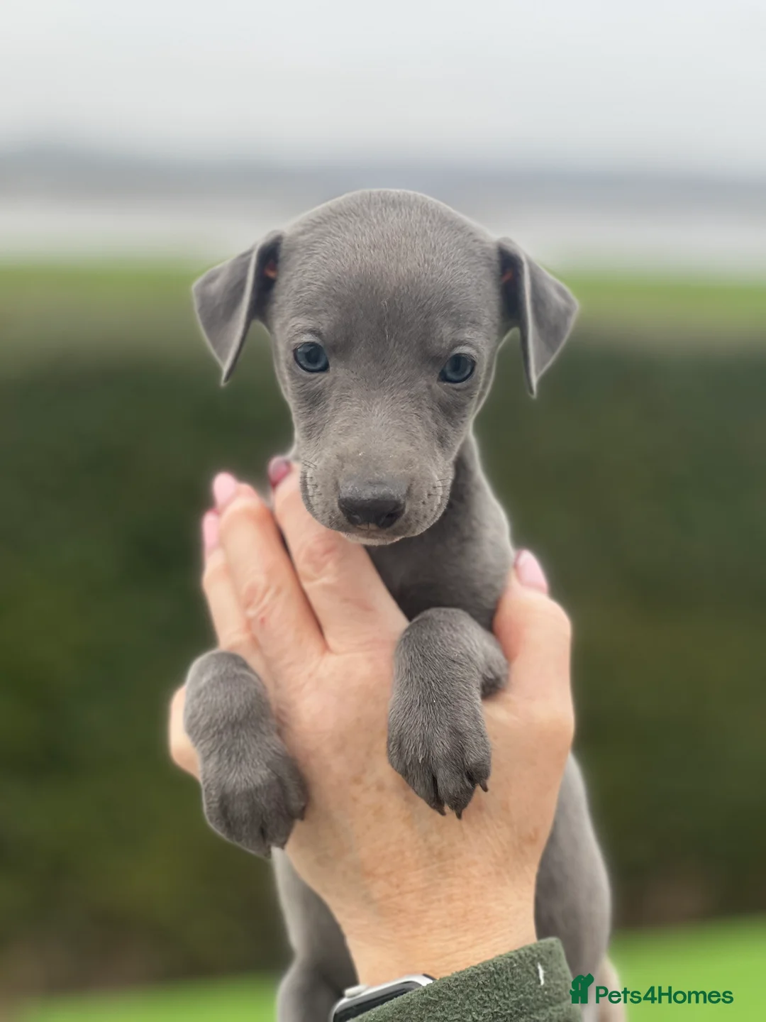 Whippet dogs for sale: Top Quality Whippet Puppies  - Advert 12