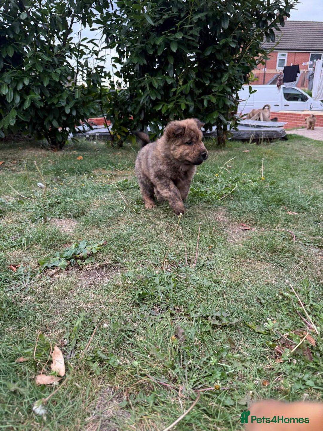 Shar Pei dogs for sale: Shar Pei Puppies (5 boys, 1 girl) *8 weeks* - Image 4
