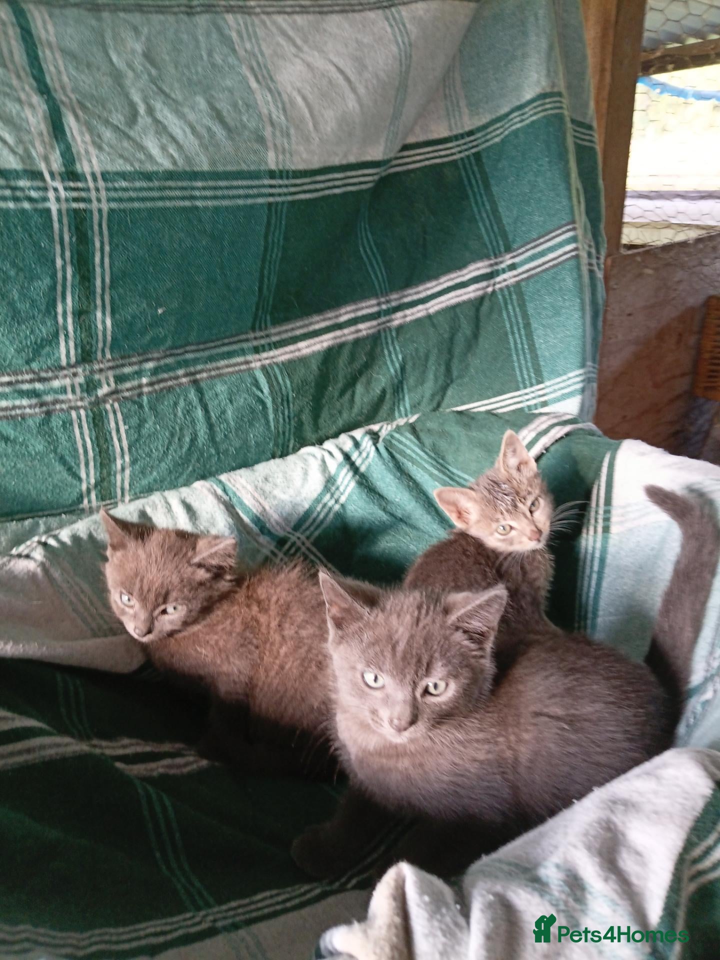 Mixed Breed cats RAGDOLL/BENGAL X - Advert 1