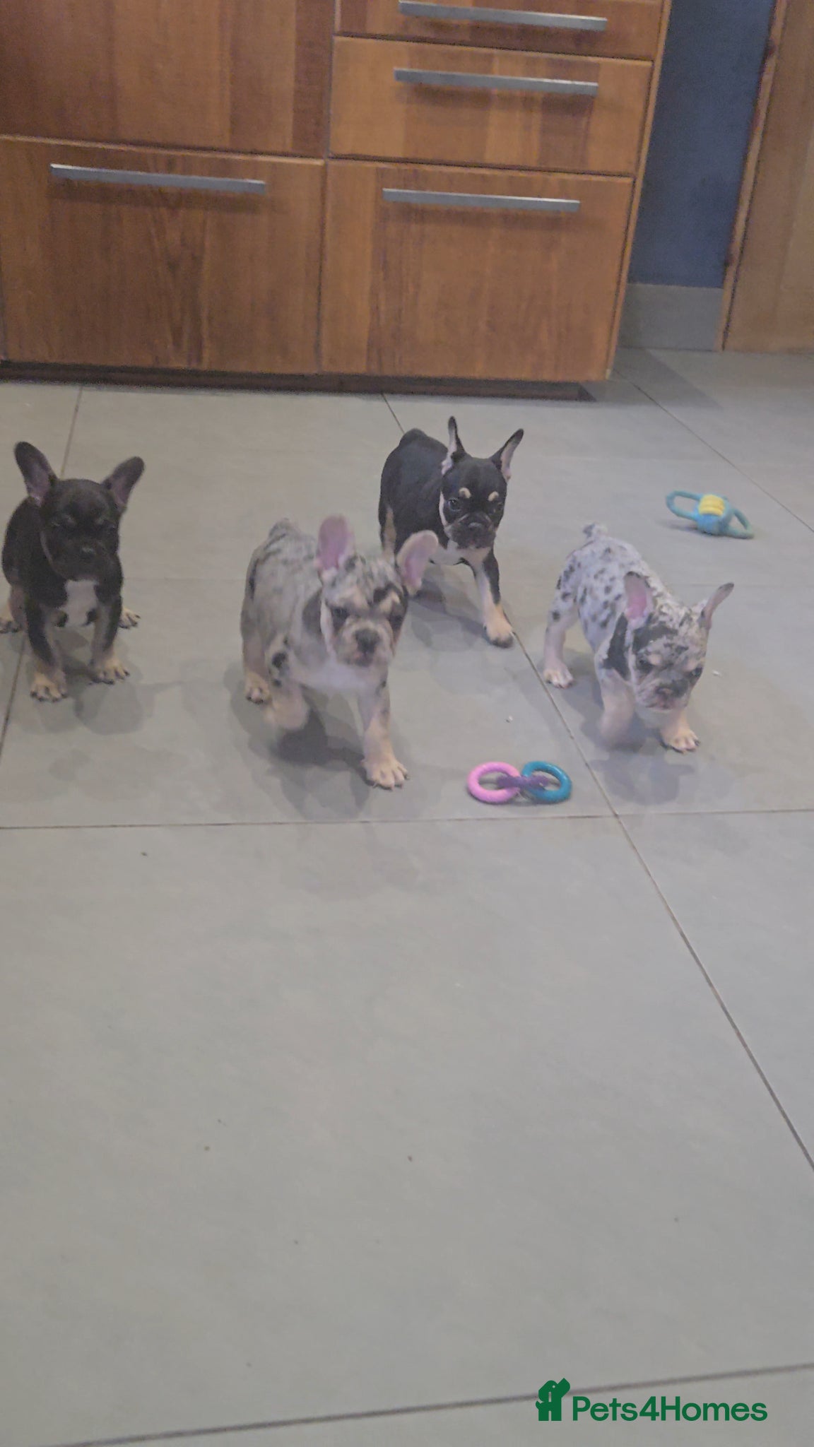 French Bulldog dogs for sale: French bulldog puppies  - Advert 13