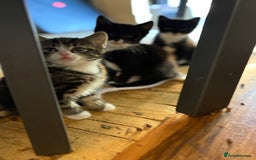 Mixed Breed cats for sale: Black and White kittens left! Ready Now!!  - Image 6
