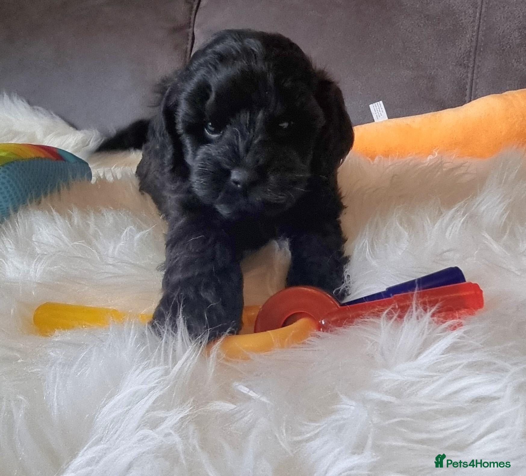 Shihpoo dogs Gorgeous Little Shihpoo Pups sold Fully Vaccinated - Advert 2