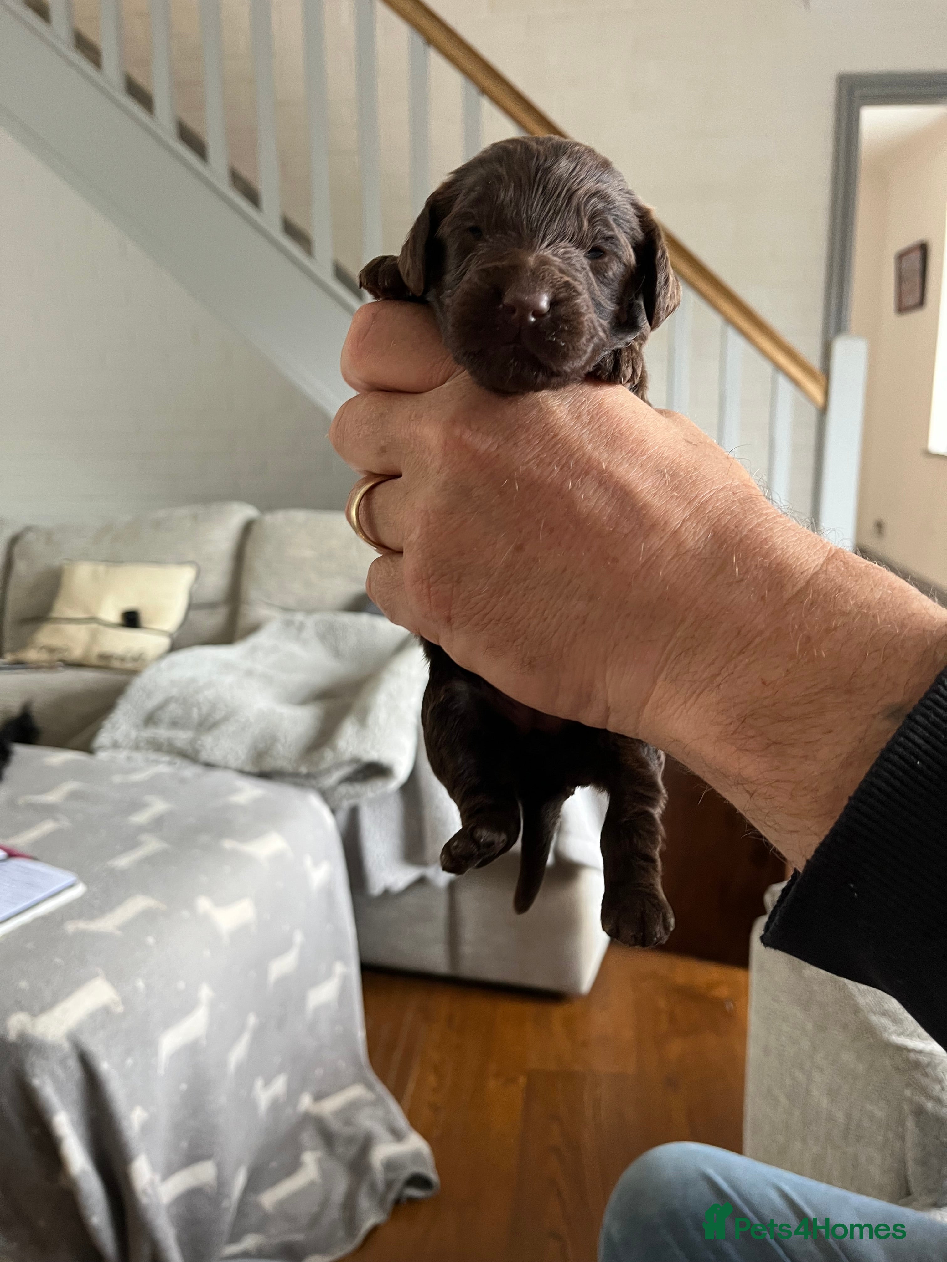Cockapoo dogs 7 stunning F1 cockapoo puppies, black and browns  - Advert 2