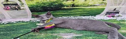 Russian Blue cats for sale: GCCF Registered Russian Blue Kittens - Advert 31