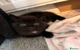 Maine Coon cats for sale: Part Maine Coon READY 8th December  - Advert 11