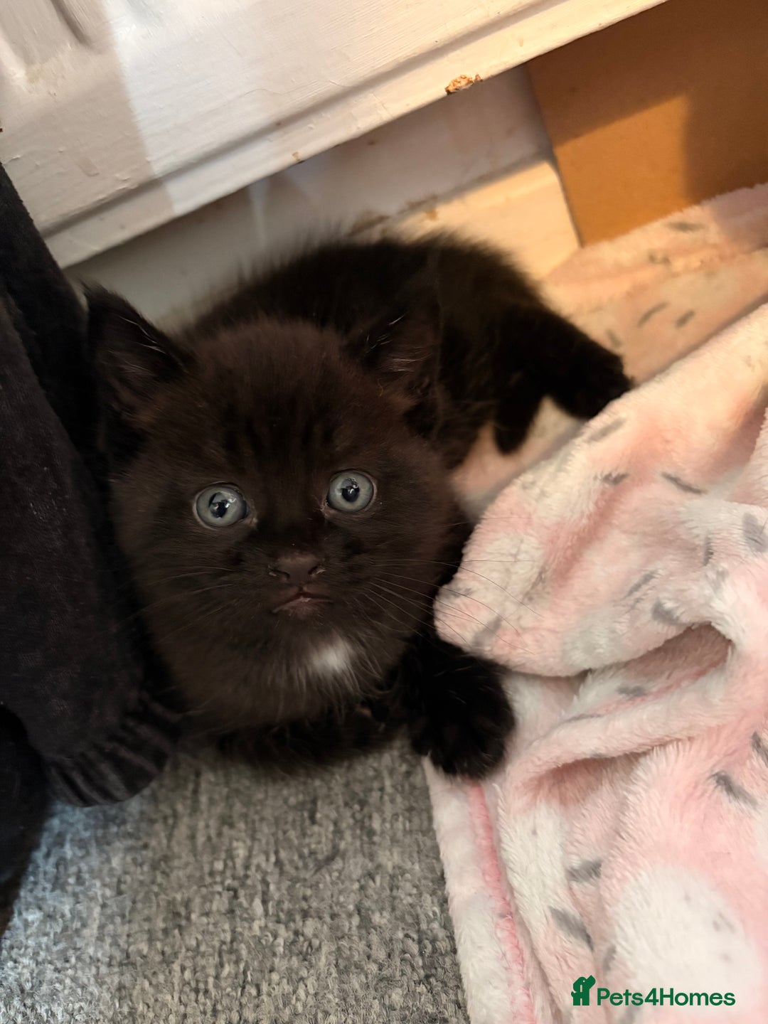 Maine Coon cats for sale: Part Maine Coon READY 8th December  - Advert 11