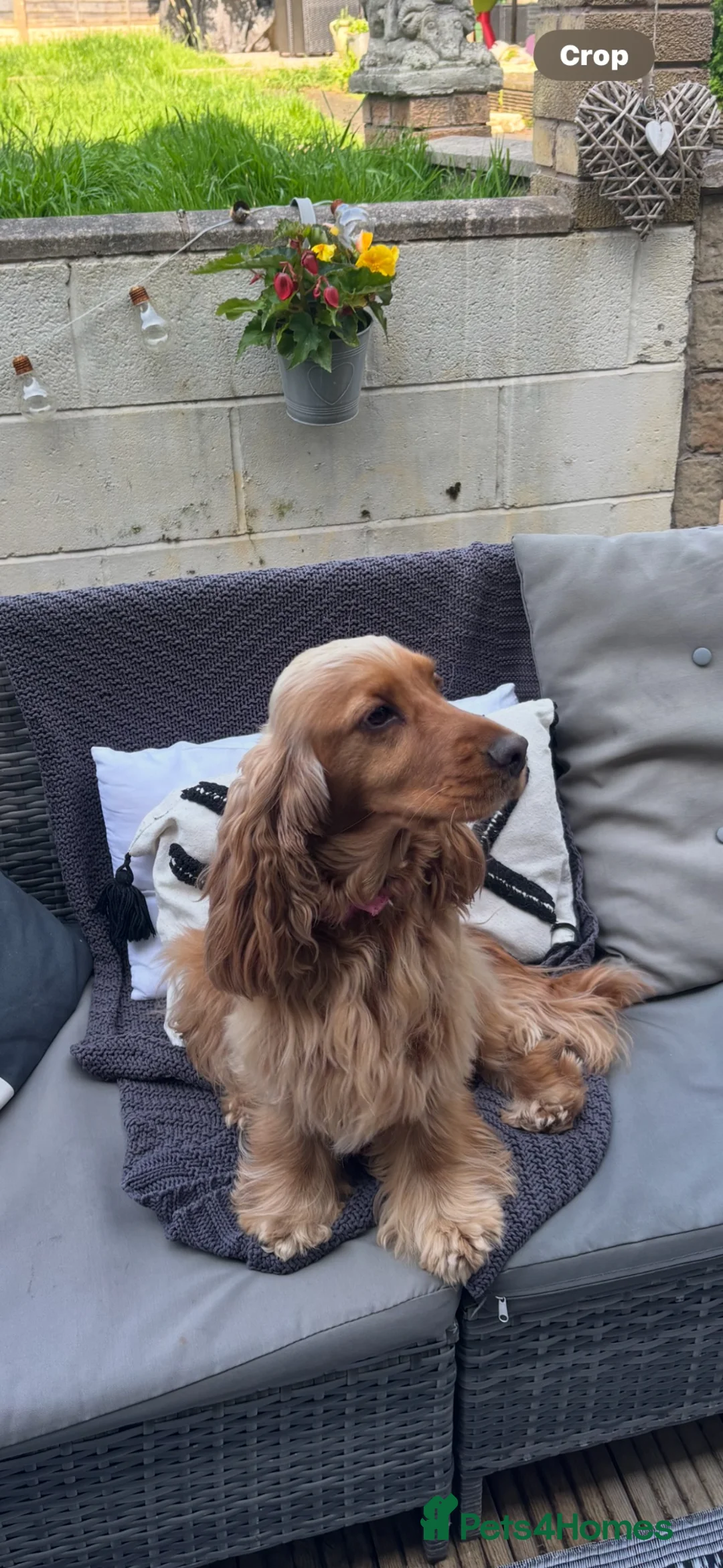 Cocker Spaniel dogs for sale: Stunning KC REG show cocker spaniel puppy’s  - Advert 11