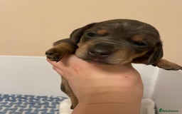 Miniature Dachshund dogs for sale: Miniature dachshund pups  - Image 7