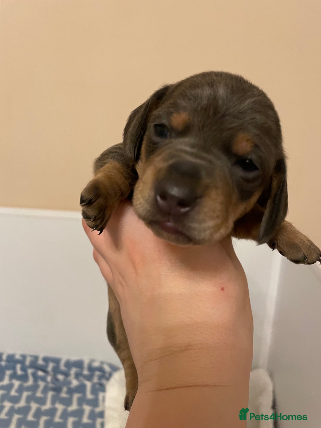 Miniature Dachshund dogs for sale: Miniature dachshund pups  - Image 7