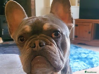 French Bulldog dogs - Advert 7